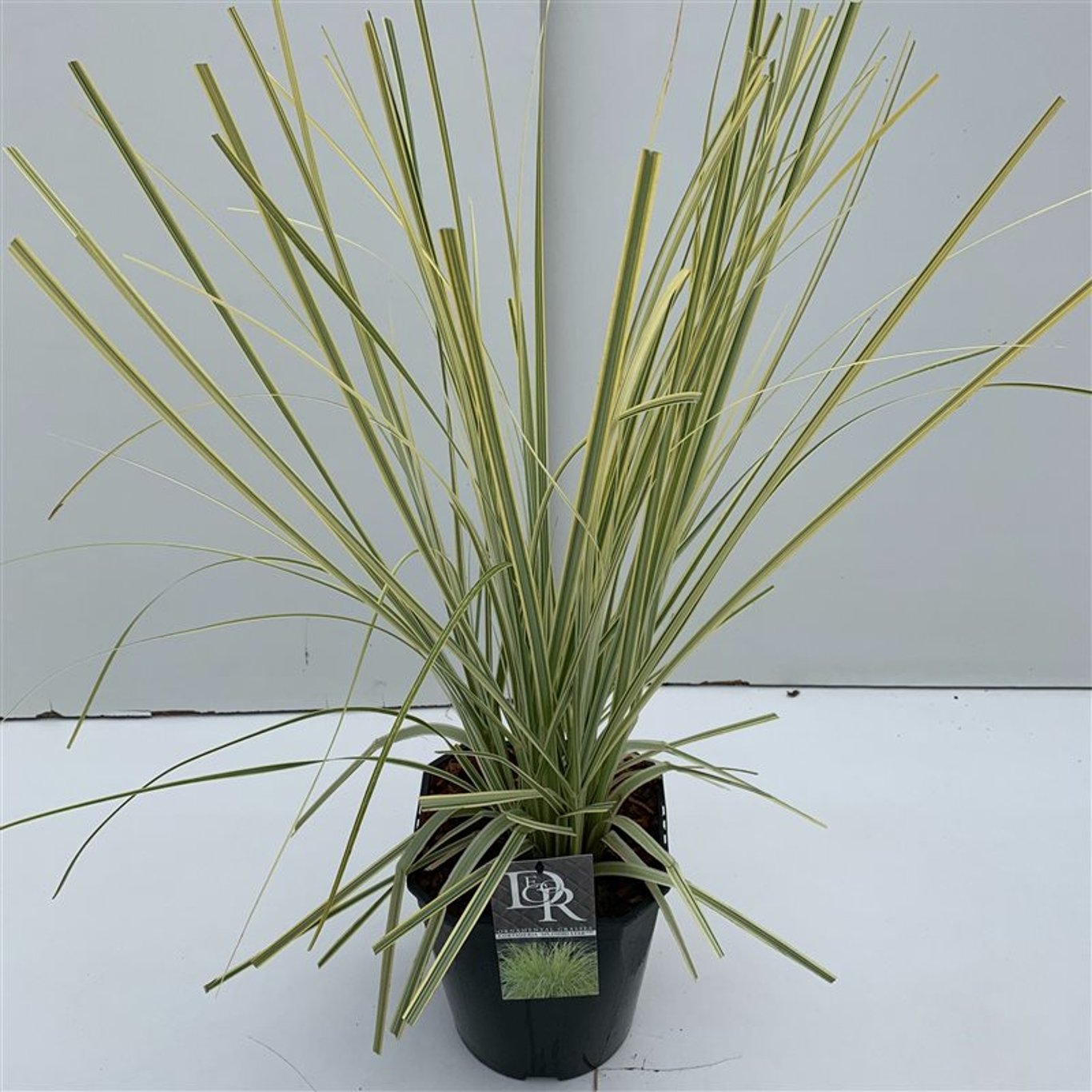 Cortaderia s. 'Splendid Star' - C5